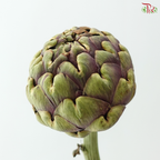 Cynara (Artichoke) - (2 Stems)