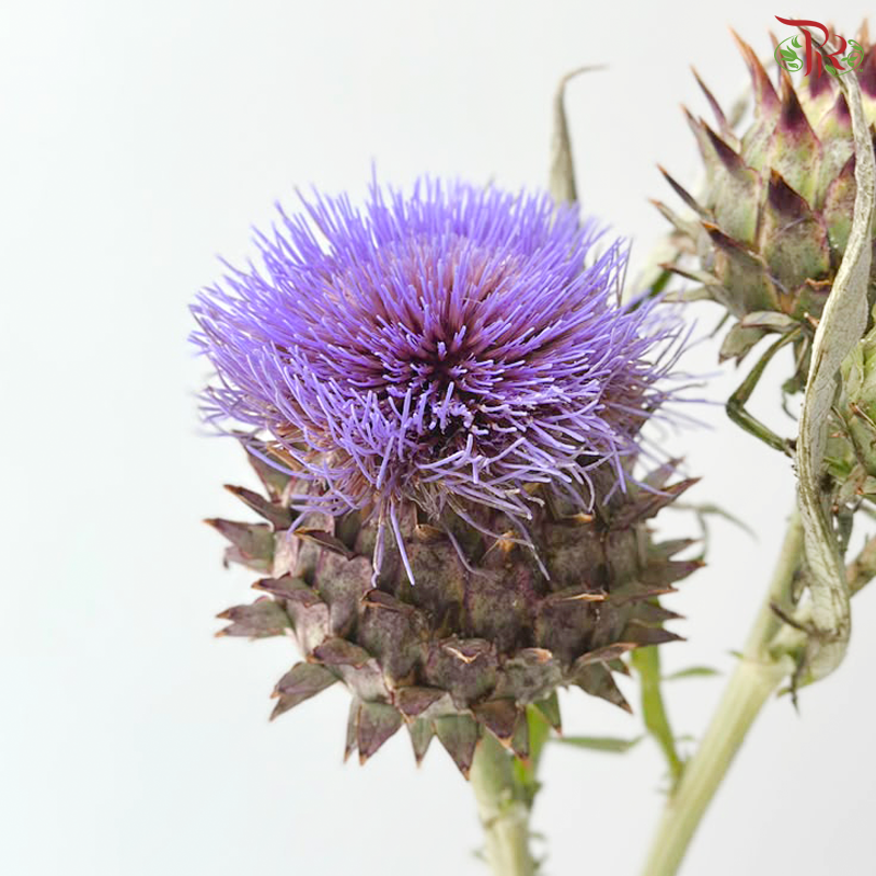 Cynara (Artichoke) - (2 Stems)