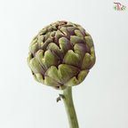 Cynara (Artichoke) - (2 Stems)