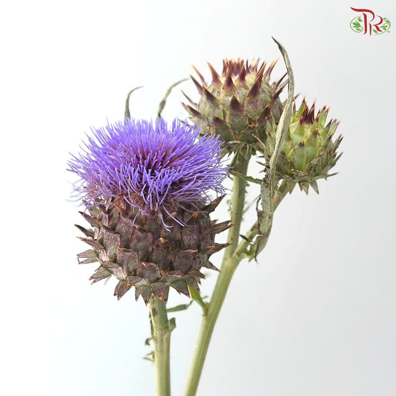 Cynara (Artichoke) - (2 Stems)