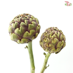 Cynara (Artichoke) - (2 Stems)
