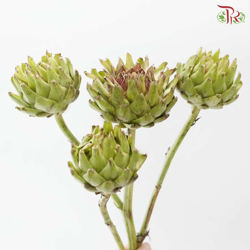 Cynara (Artichoke) - (2 Stems)