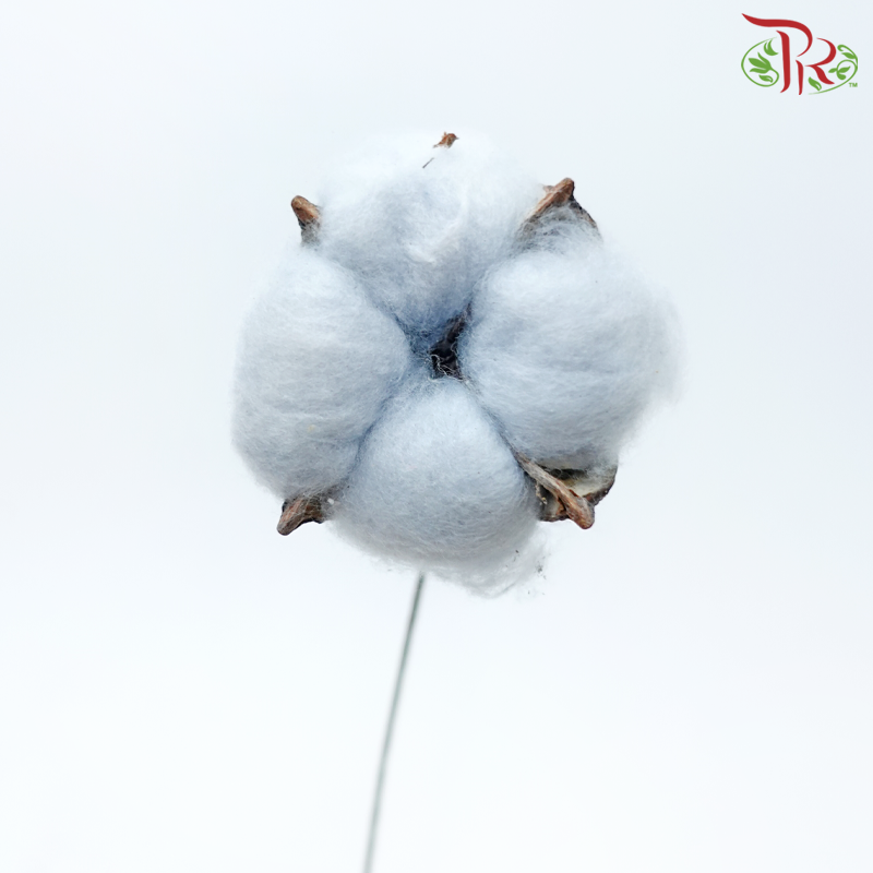 Artificial Cotton Flower - Blue (10 Stems)