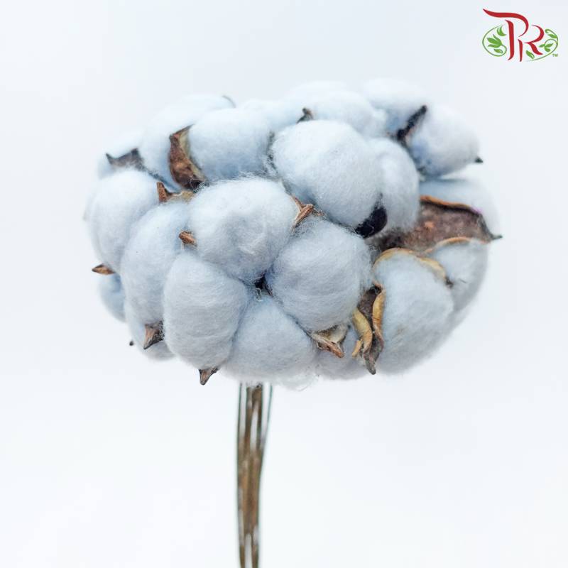 Artificial Cotton Flower - Blue (10 Stems)