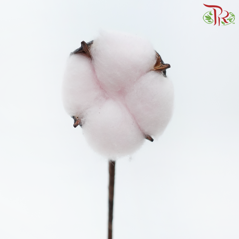 Artificial Cotton Flower - Light Pink (10 Stems)