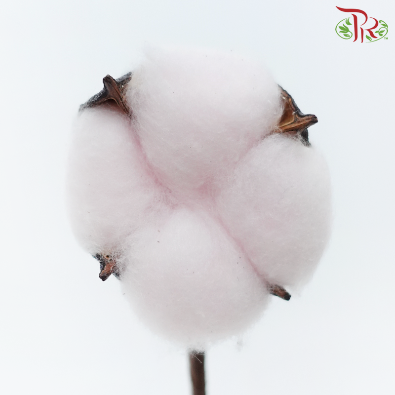 Artificial Cotton Flower - Light Pink (10 Stems)