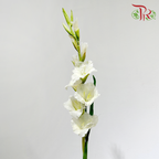 Artificial Gladiolus《剑兰》 - White (Per Stem)