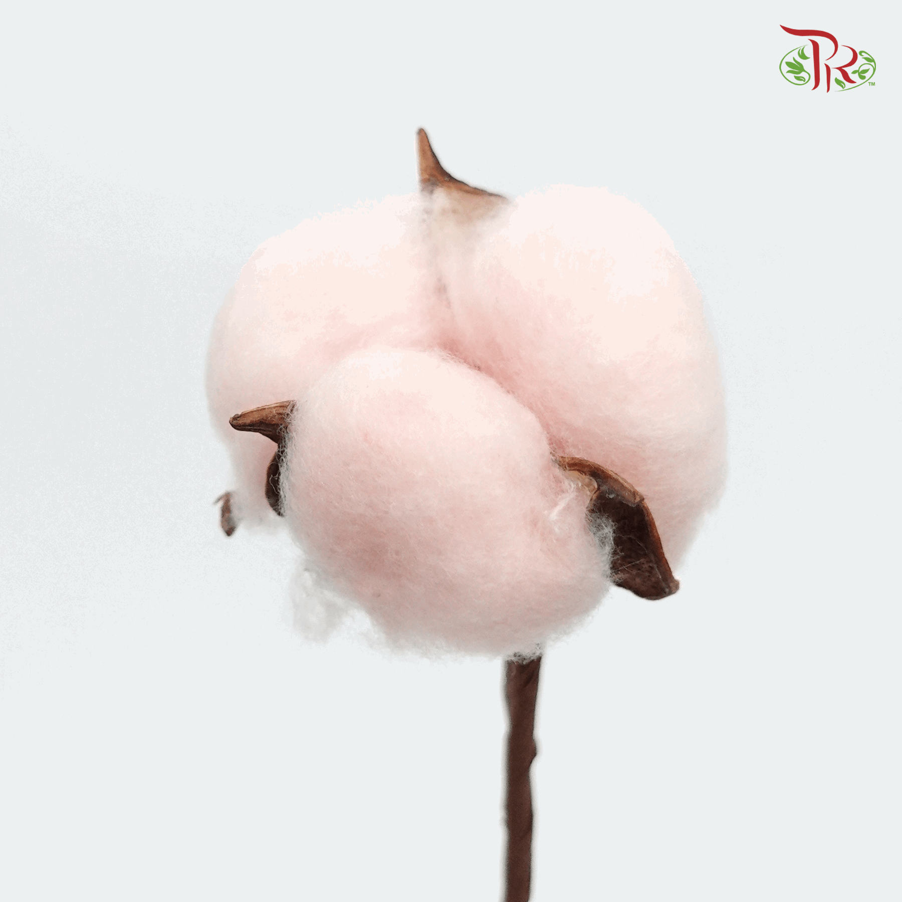 Artificial Cotton Flower - Pink (10 Stems)