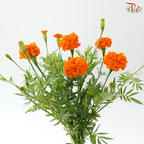 Arundo (5 Stems)