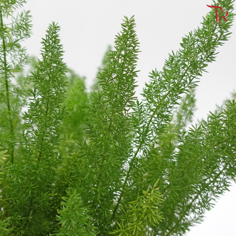 Asparagus Den Meyer P230《狐尾天门冬》