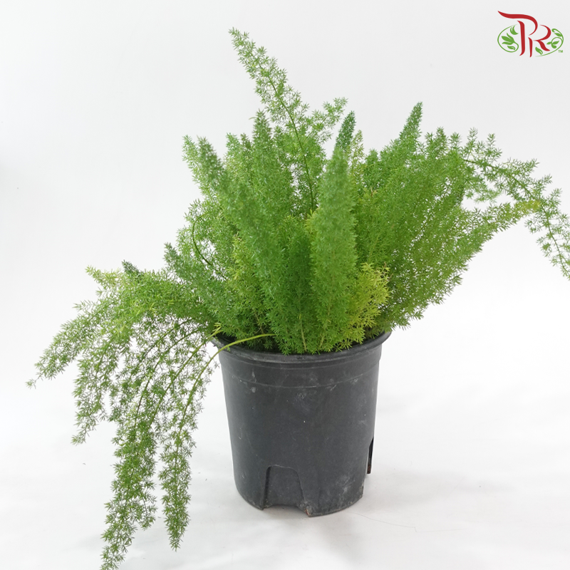 Asparagus Den Meyer P230《狐尾天门冬》