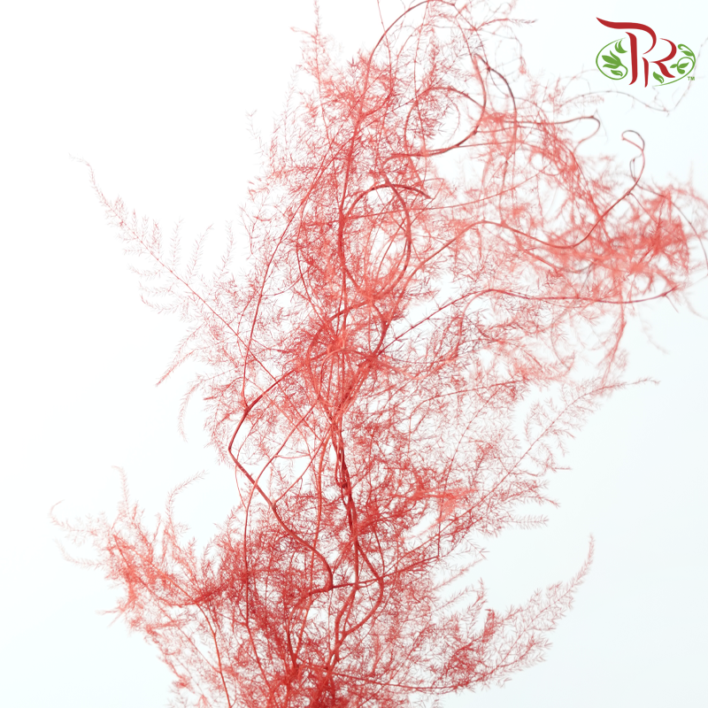 Preserved Asparagus Fern - Red (Per Bunch)