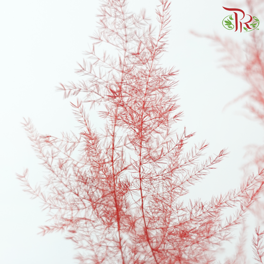 Preserved Asparagus Fern - Red (Per Bunch)