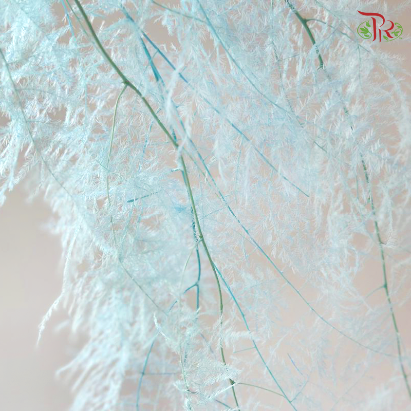 Preserved Asparagus Fern - Blue (Per Bunch)