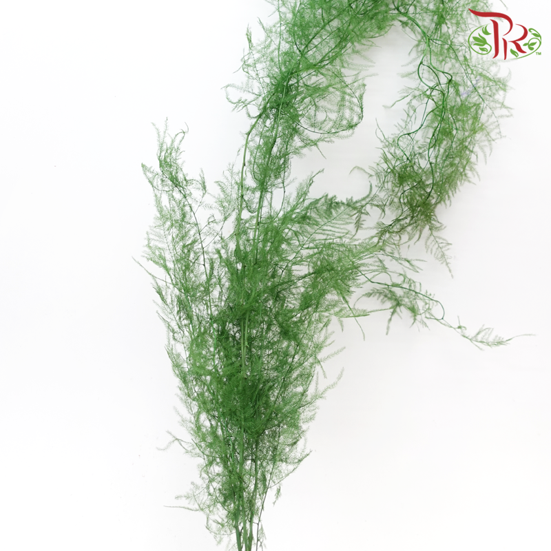 Preserved Asparagus Fern - Green (Per Bunch)