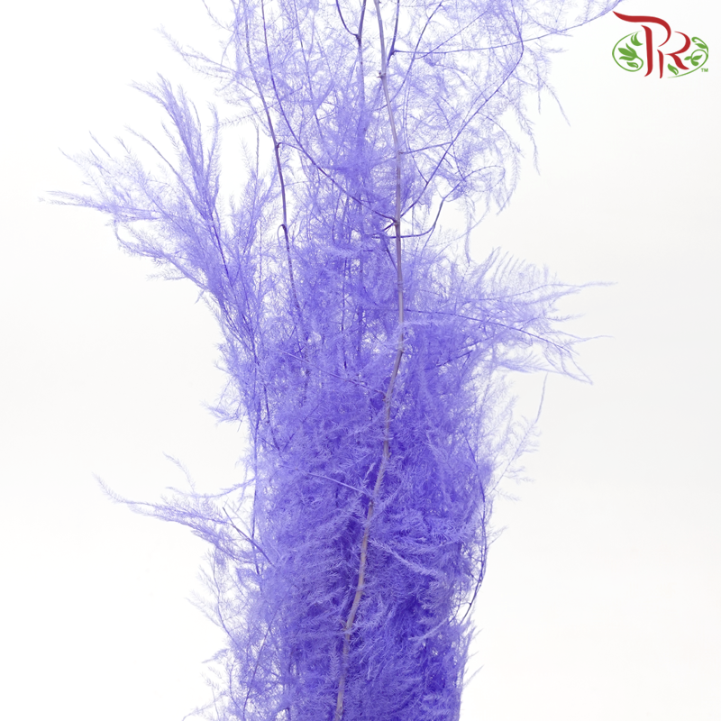 Preserved Asparagus Fern - Purple (Per Bunch)