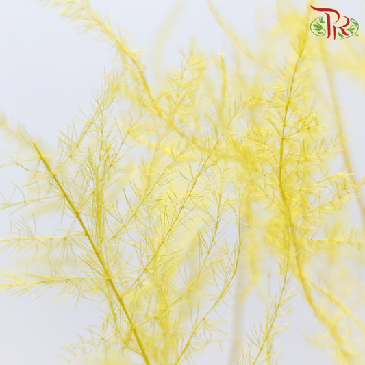 Preserved Asparagus Fern - Yellow (Per Bunch)