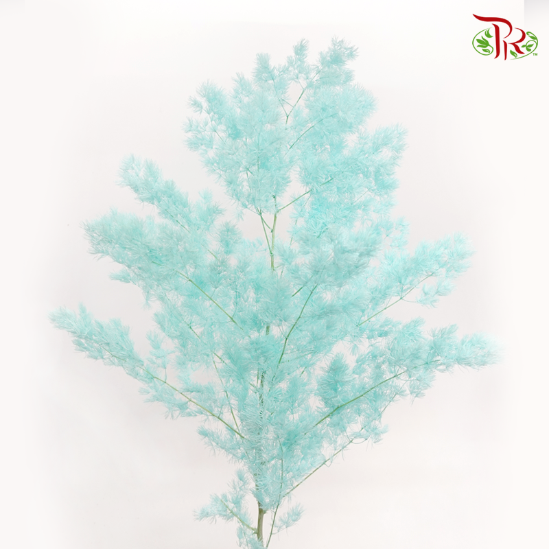 Preserved Asparagus Leaf - Turquoise (Per Bunch)