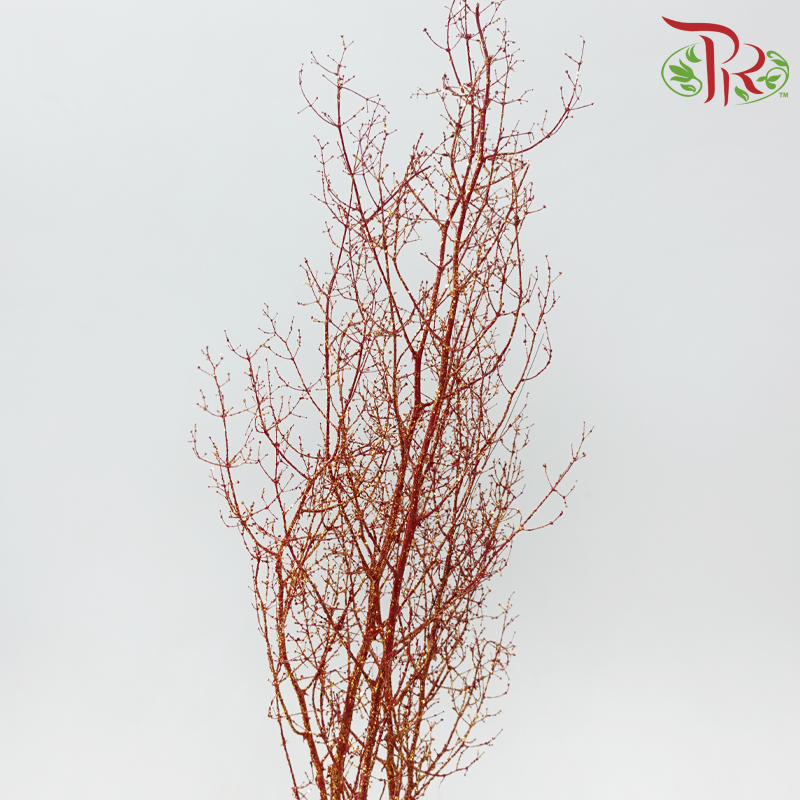 Asparagus Myriocladus - Red With Glitter