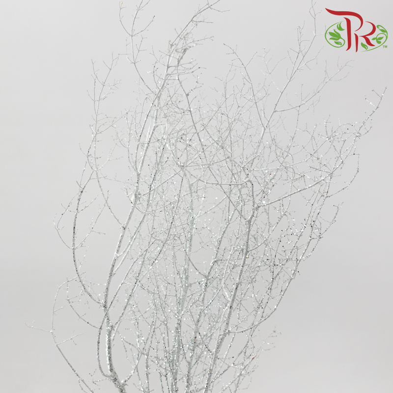 Asparagus Myriocladus - Silver With Glitter