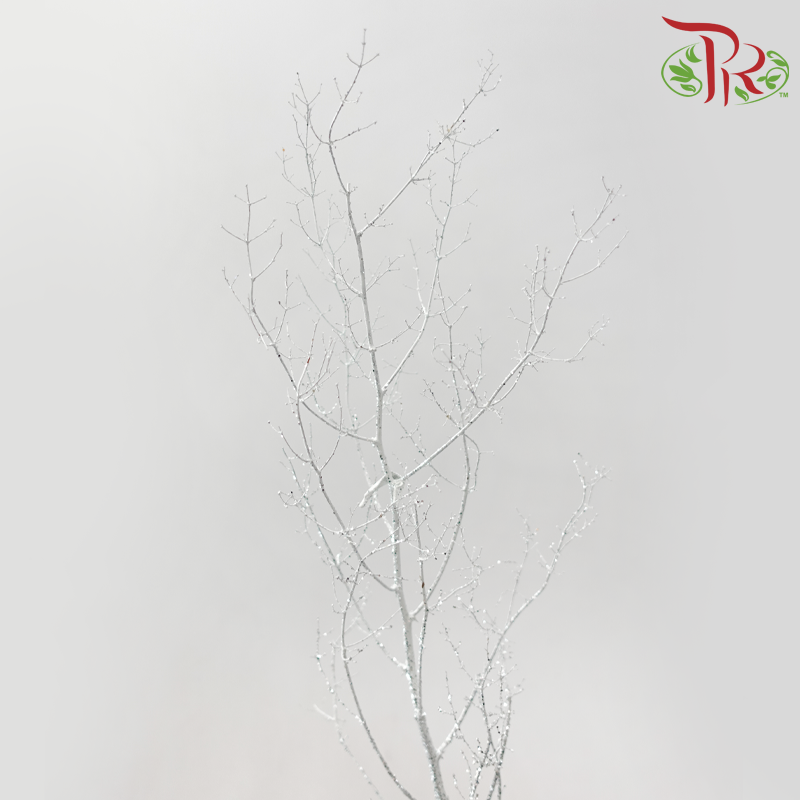 Asparagus Myriocladus - Silver With Glitter