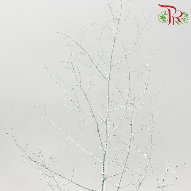 Asparagus Myriocladus - Silver With Glitter