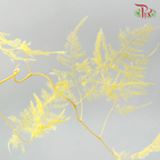 Preserved Asparagus Fern - Yellow (Per Bunch)