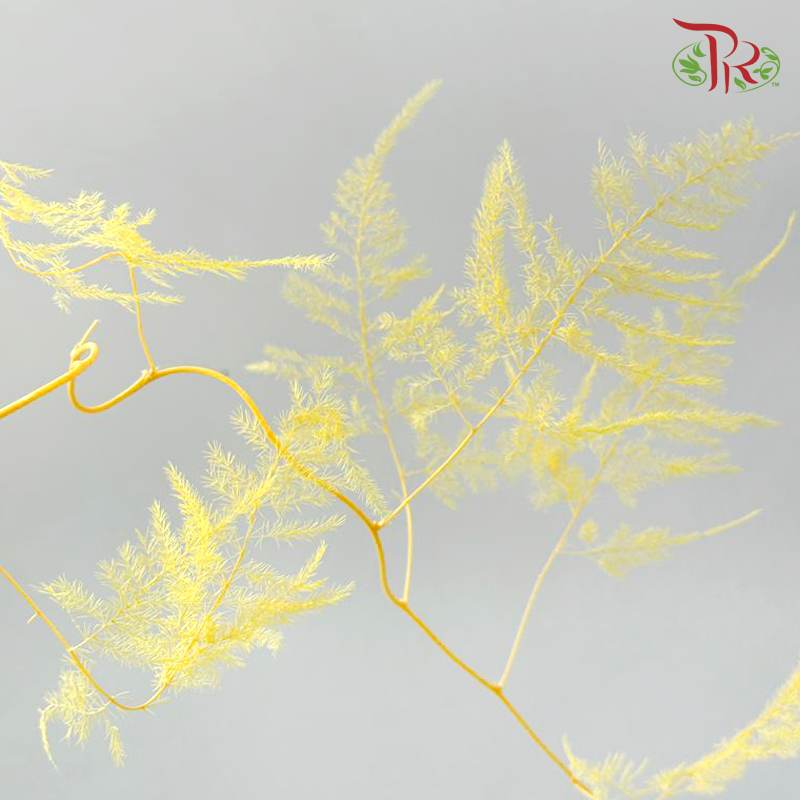 Preserved Asparagus Fern - Yellow (Per Bunch)