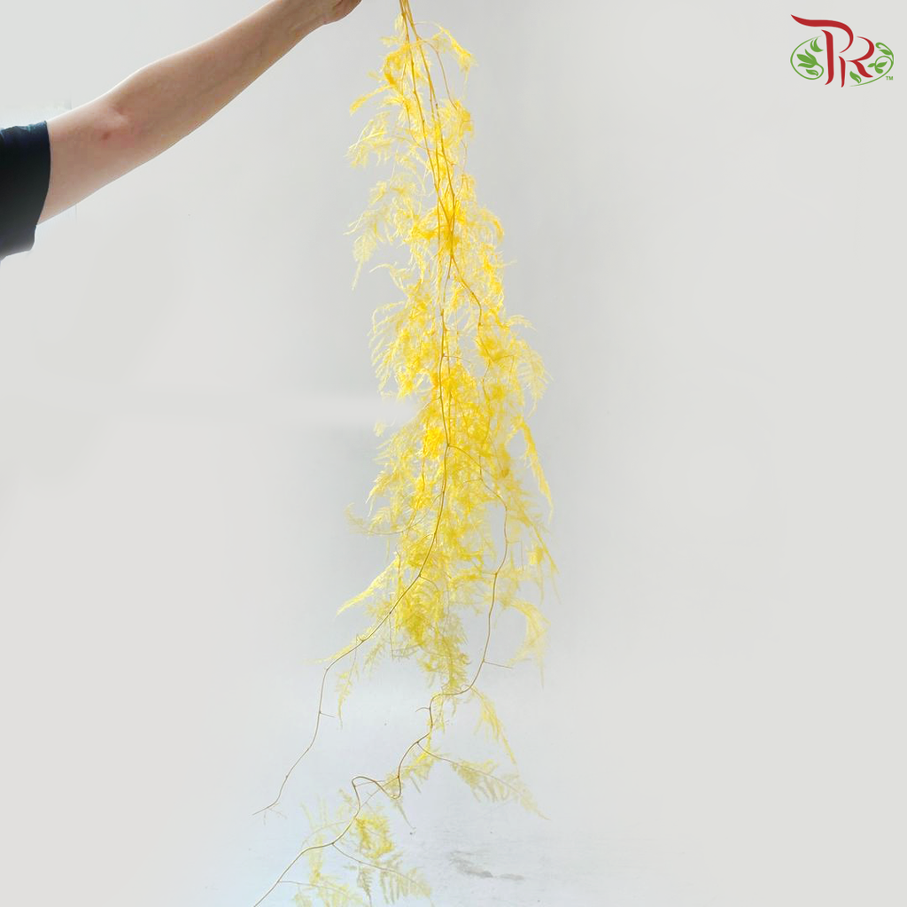 Preserved Asparagus Fern - Yellow (Per Bunch)