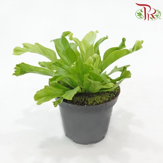 Asplenium Leslie P80《莱斯利鸟巢蕨》