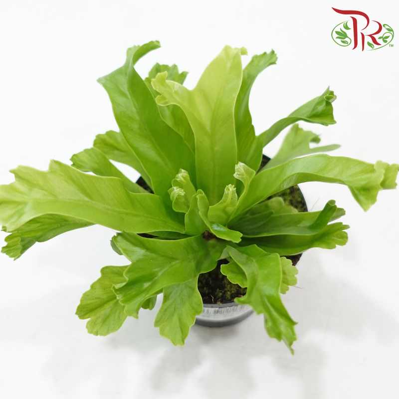 Asplenium Leslie P80《莱斯利鸟巢蕨》