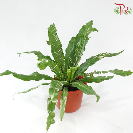 Asplenium Nidus Varie 120P《錦葉巢蕨》