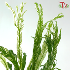 Asplenium Nidus Varie P90《锦叶巢蕨》