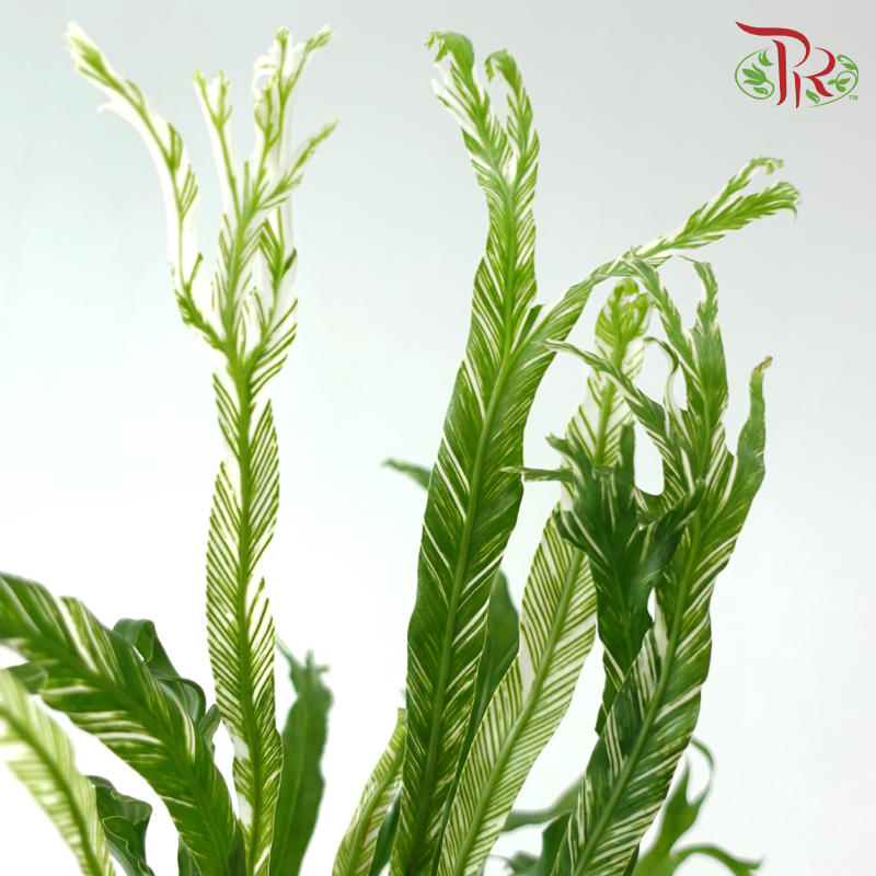 Asplenium Nidus Varie P90《锦叶巢蕨》