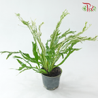 Asplenium Nidus Varie P90《锦叶巢蕨》