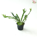 Asplenium Peacock P80《鸟巢蕨》
