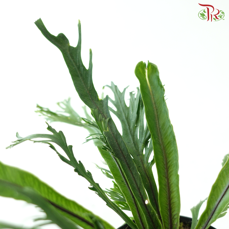 Asplenium Peacock P80《鸟巢蕨》