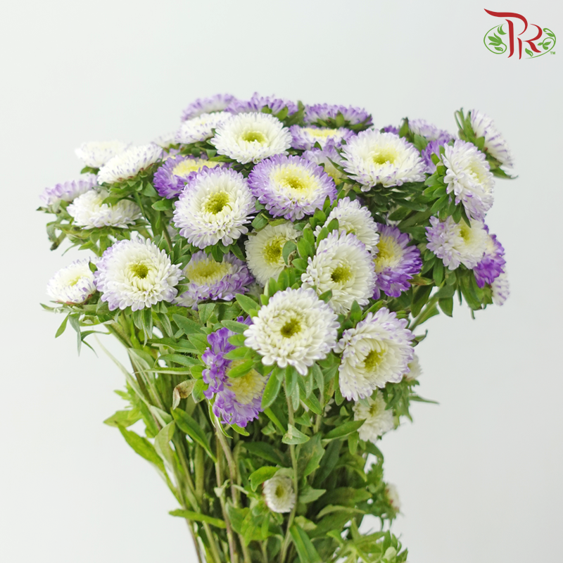 Aster - Mixed Color of Purple & White (Per Bunch)