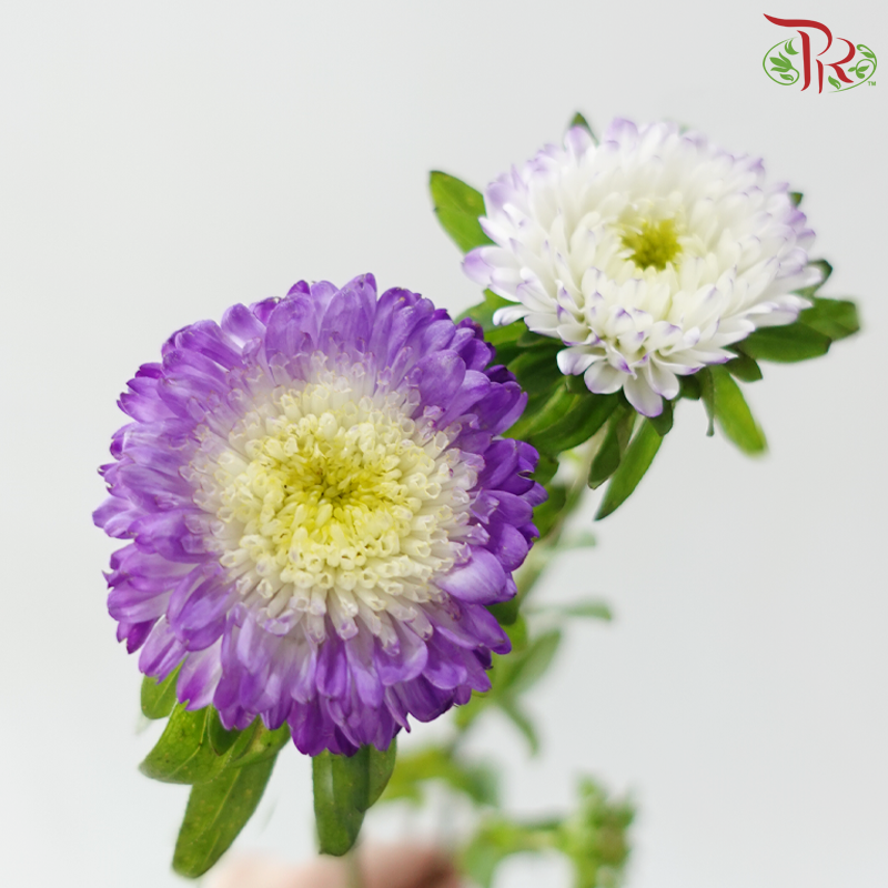 Aster - Mixed Color of Purple & White (Per Bunch)