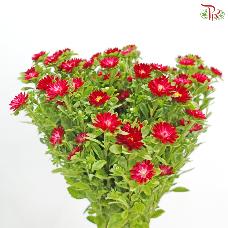 Mini Aster - Dark Cherry Pink (Per Bunch)