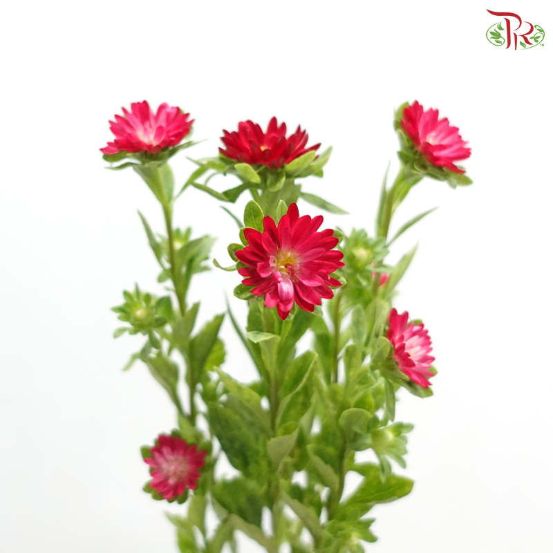 Mini Aster - Dark Cherry Pink (Per Bunch)