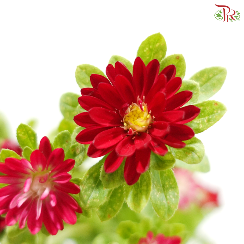 Mini Aster - Dark Cherry Pink (Per Bunch)