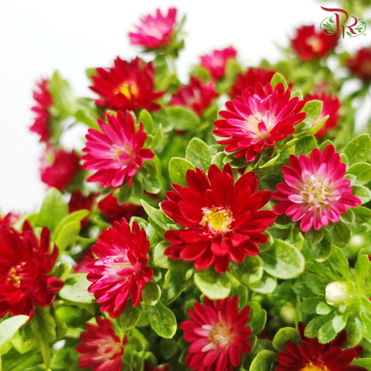 Mini Aster - Dark Cherry Pink (Per Bunch)