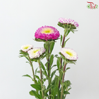 Aster - Bicolour Cherry Pink & White (Per Bunch)