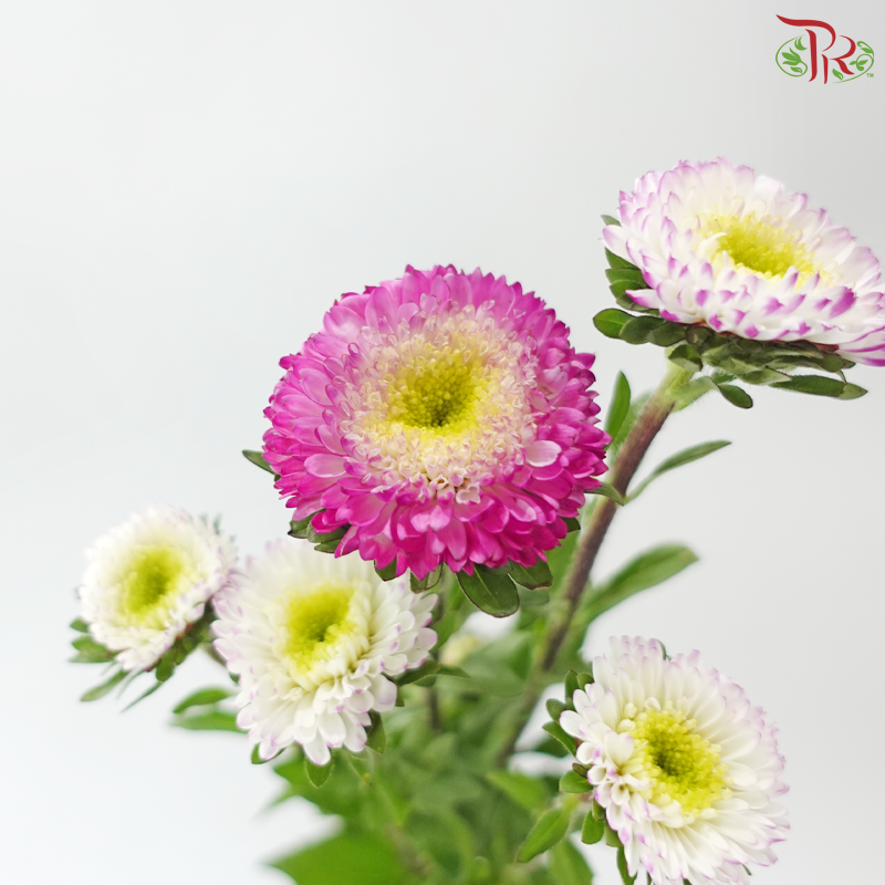 Aster - Bicolour Cherry Pink & White (Per Bunch)