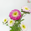 Aster - Bicolour Cherry Pink & White (Per Bunch)