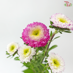 Aster - Bicolour Cherry Pink & White (Per Bunch)