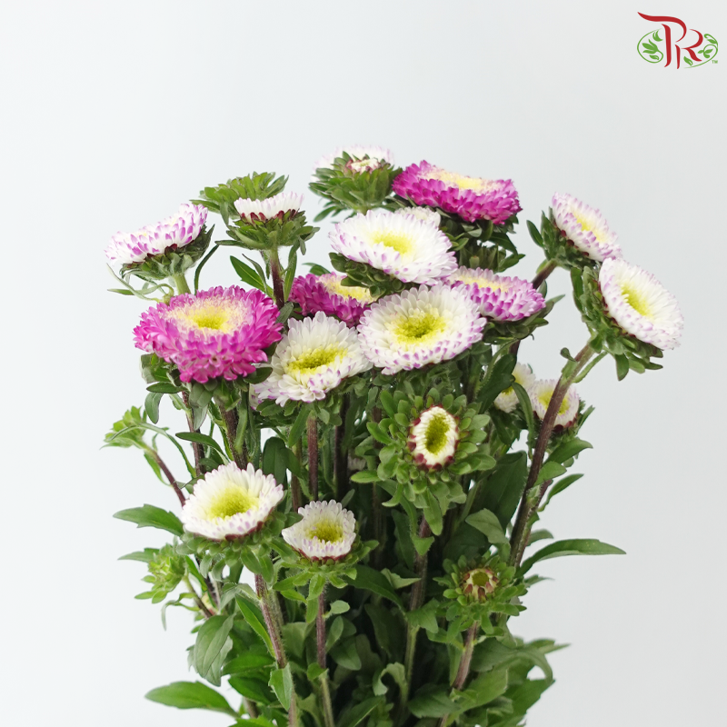 Aster - Bicolour Cherry Pink & White (Per Bunch)