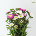Aster - Bicolour Cherry Pink & White (Per Bunch)
