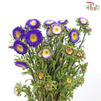 Aster - Purple (Per Bunch)